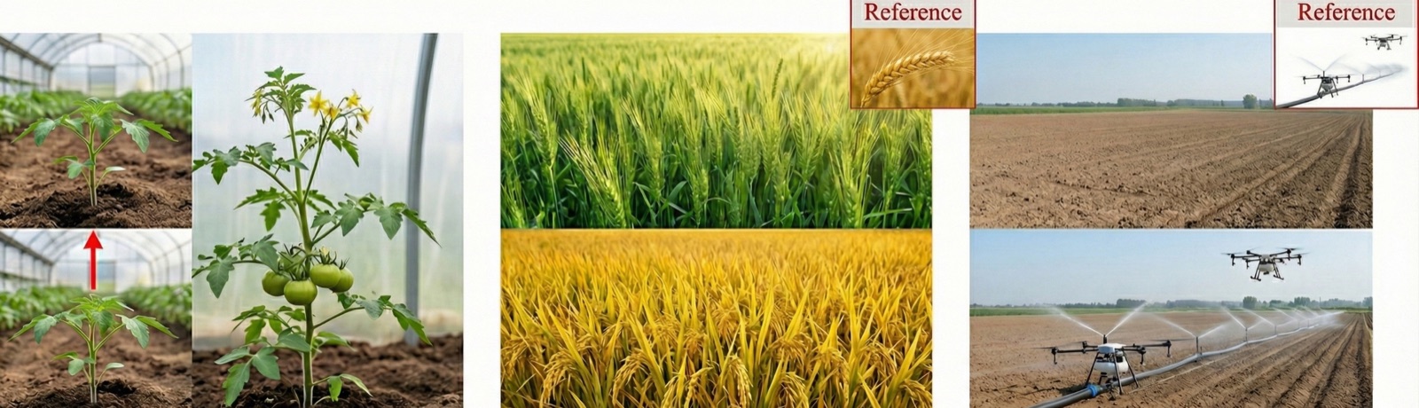 Crop-growth simulation examples: a tomato seedling grown to a fruiting plant and a green field turned ripe, with identity and scene preserved